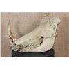 Image 3 : XL WARTHOG Skull