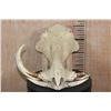 Image 4 : XL WARTHOG Skull