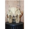 Image 5 : XL WARTHOG Skull