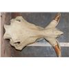 Image 7 : XL WARTHOG Skull