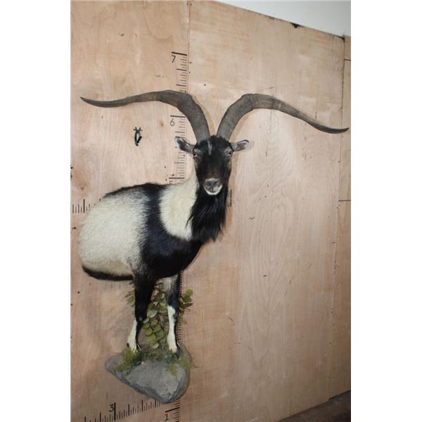 XL Half-body IBEX and Goat Cross Mounted on a Rock Wall Base