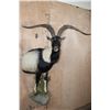 Image 1 : XL Half-body IBEX and Goat Cross Mounted on a Rock Wall Base