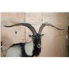 Image 2 : XL Half-body IBEX and Goat Cross Mounted on a Rock Wall Base