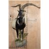 Image 3 : XL Half-body IBEX and Goat Cross Mounted on a Rock Wall Base