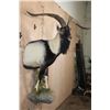 Image 5 : XL Half-body IBEX and Goat Cross Mounted on a Rock Wall Base