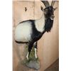 Image 6 : XL Half-body IBEX and Goat Cross Mounted on a Rock Wall Base