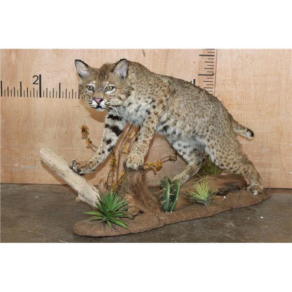 Life-sized BOBCAT on a Decorative Habitat Base