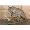 Image 1 : Life-sized BOBCAT on a Decorative Habitat Base