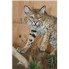 Image 4 : Life-sized BOBCAT on a Decorative Habitat Base