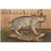 Image 5 : Life-sized BOBCAT on a Decorative Habitat Base