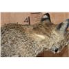 Image 6 : Life-sized BOBCAT on a Decorative Habitat Base