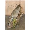 Image 7 : Life-sized BOBCAT on a Decorative Habitat Base