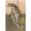Image 8 : Life-sized BOBCAT on a Decorative Habitat Base