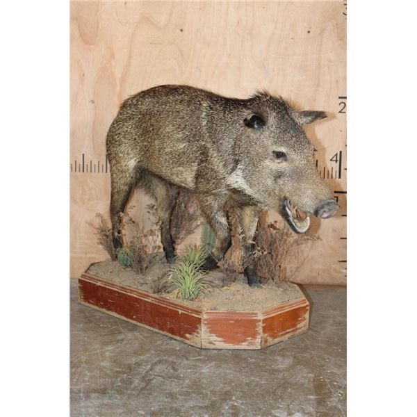 Life-sized JAVELINA on Natural Habitat Base