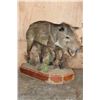 Image 1 : Life-sized JAVELINA on Natural Habitat Base