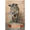 Image 3 : Life-sized JAVELINA on Natural Habitat Base