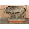 Image 4 : Life-sized JAVELINA on Natural Habitat Base