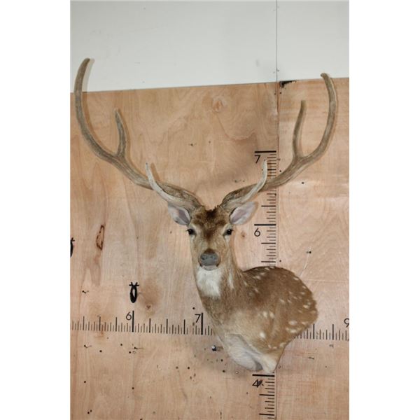 XXL AXIS Wall Pedestal in "Velvet"