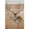 Image 2 : XXL AXIS Wall Pedestal in "Velvet"