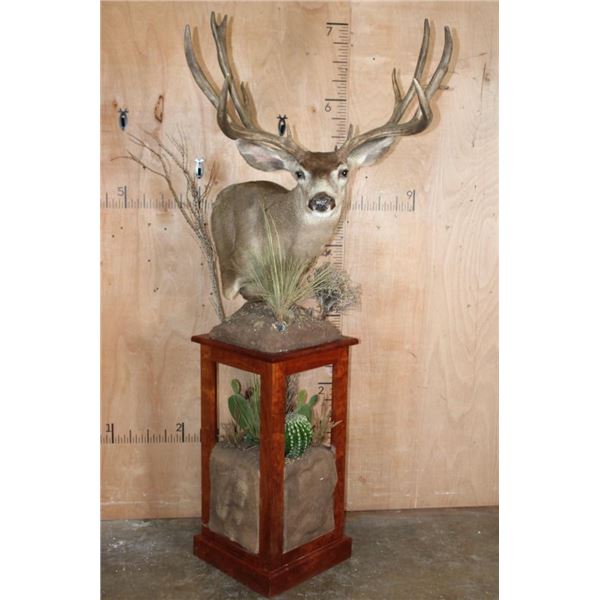 XL 14-Point MULE DEER on a Decorative Wood and Rock Pedestal