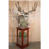 Image 1 : XL 14-Point MULE DEER on a Decorative Wood and Rock Pedestal