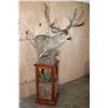 Image 2 : XL 14-Point MULE DEER on a Decorative Wood and Rock Pedestal