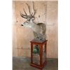 Image 3 : XL 14-Point MULE DEER on a Decorative Wood and Rock Pedestal