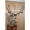 Image 4 : XL 14-Point MULE DEER on a Decorative Wood and Rock Pedestal