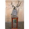 Image 6 : XL 14-Point MULE DEER on a Decorative Wood and Rock Pedestal
