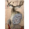 Image 7 : XL 14-Point MULE DEER on a Decorative Wood and Rock Pedestal