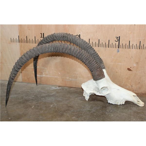 Big SABLE Skull with All the Teeth