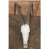 Image 4 : Big SABLE Skull with All the Teeth