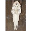 Image 7 : Big SABLE Skull with All the Teeth