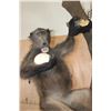 Image 10 : Life-sized BABOON with an OSTRICH Egg on a Decorative Base