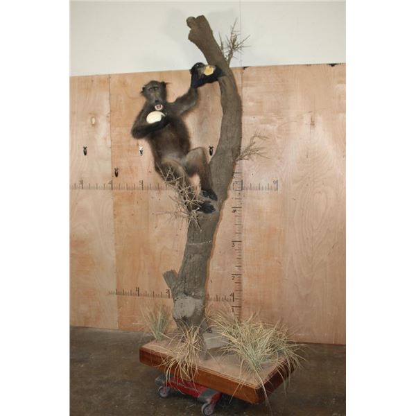 Life-sized BABOON with an OSTRICH Egg on a Decorative Base