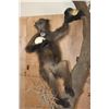Image 2 : Life-sized BABOON with an OSTRICH Egg on a Decorative Base
