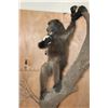 Image 5 : Life-sized BABOON with an OSTRICH Egg on a Decorative Base