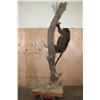 Image 6 : Life-sized BABOON with an OSTRICH Egg on a Decorative Base