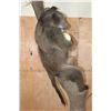Image 9 : Life-sized BABOON with an OSTRICH Egg on a Decorative Base