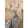 Image 10 : Double MULE DEER Pedestal Mount with Wheels
