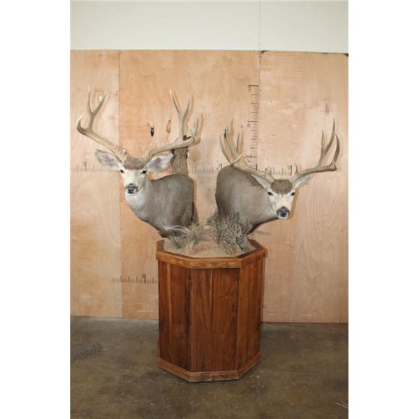 Double MULE DEER Pedestal Mount with Wheels