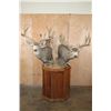 Image 1 : Double MULE DEER Pedestal Mount with Wheels