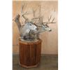 Image 2 : Double MULE DEER Pedestal Mount with Wheels