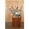 Image 3 : Double MULE DEER Pedestal Mount with Wheels