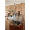 Image 5 : Double MULE DEER Pedestal Mount with Wheels