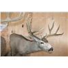 Image 6 : Double MULE DEER Pedestal Mount with Wheels