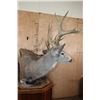 Image 7 : Double MULE DEER Pedestal Mount with Wheels