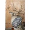 Image 9 : Double MULE DEER Pedestal Mount with Wheels