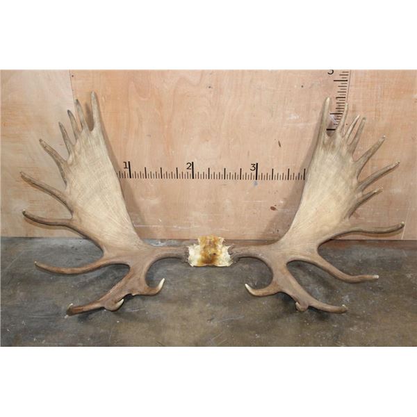 XL 23-Point MOOSE Antler Rack on a Skull Cap