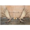 Image 1 : XL 23-Point MOOSE Antler Rack on a Skull Cap